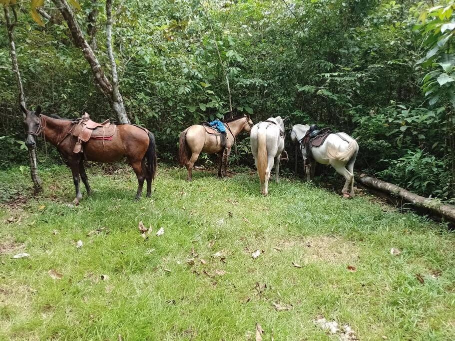 Hospedaje Valencia Osa, Cr Potrero  Zewnętrze zdjęcie